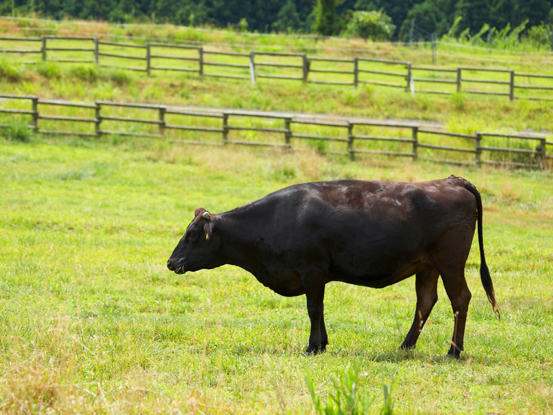 What Is Full-Blood Wagyu?
